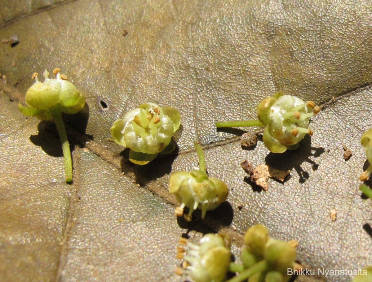 Hydnocarpus venenatus Gaertn.
